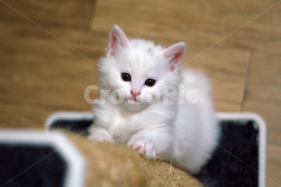 고양이,아기고양이,스크래쳐,반려동물,애완동물,스크래치,고양이들,귀여운,야옹이,동물,animal,포유류,mammal,고양이,cat,kitten,kitty