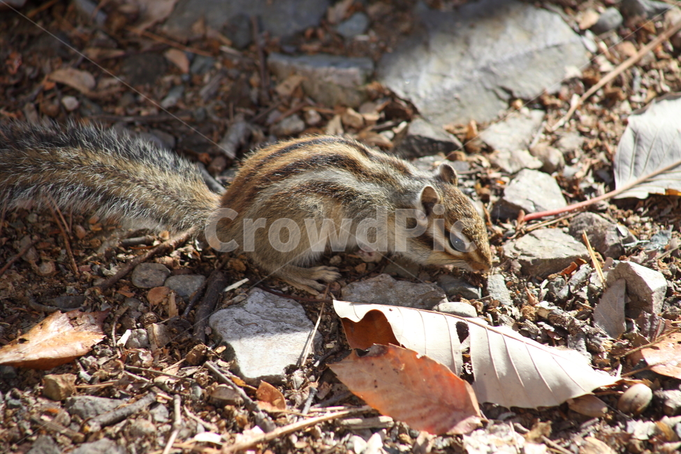 야생동물,다람쥐,줄무늬다람쥐,동물,squirrel,chipmunk,한국다람쥐,Siberianchipmunk