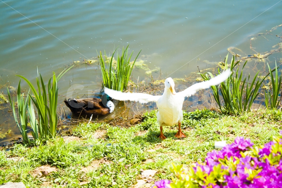 봄,호수,오리,평화,온기,동물,animal,조류,새,birds