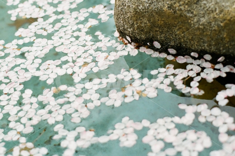벚꽃,벚꽃잎,꽃잎,감성,필름사진,봄,계절,spring,season,식물,자연,plants,nature,꽃,flower,감성,sensible,feeling