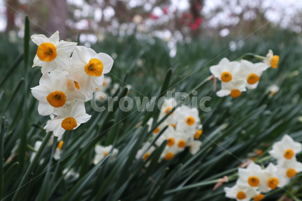 plant,식물,blossom,꽃,flower