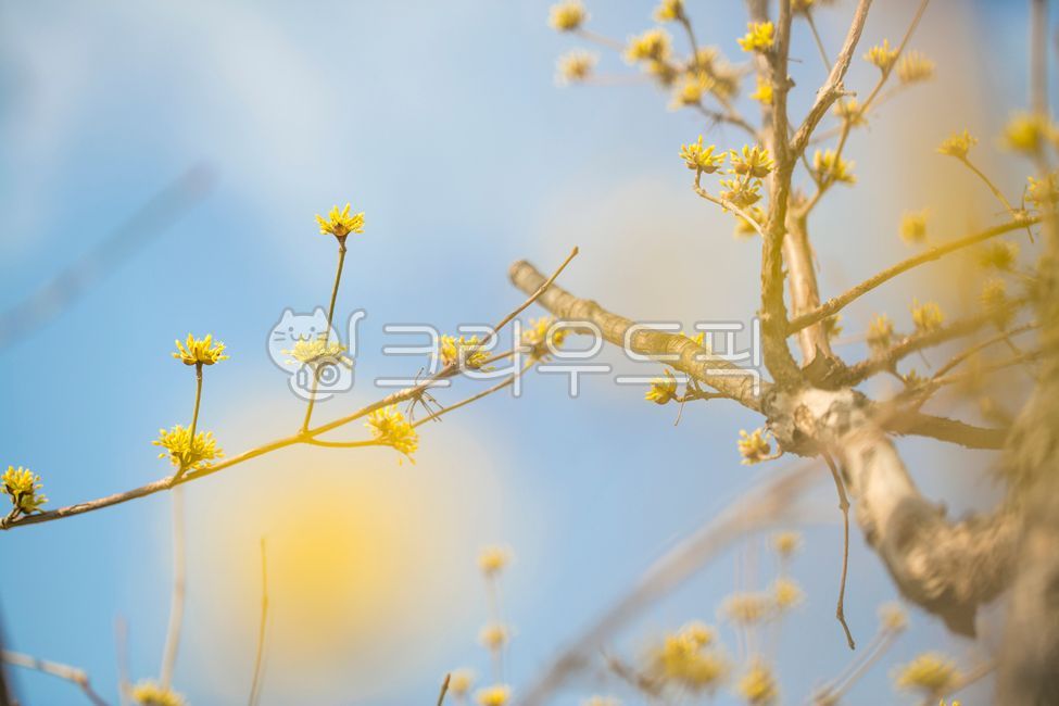 spring,spring flowers,Spring feeling,Sansuyu Village,Cornus officinalis,yellow flower,Emotion,flower