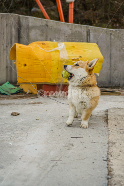 코기,웰시코기,개,강아지,숏다리,댕댕이,동물,animal,포유류,mammal,개,강아지,dog,doggy
