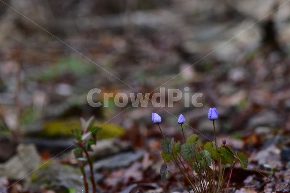 깽깽이풀,야생화,봄,꽃,풀꽃,자연,식물,식생,plants,nature,spring,season,flower