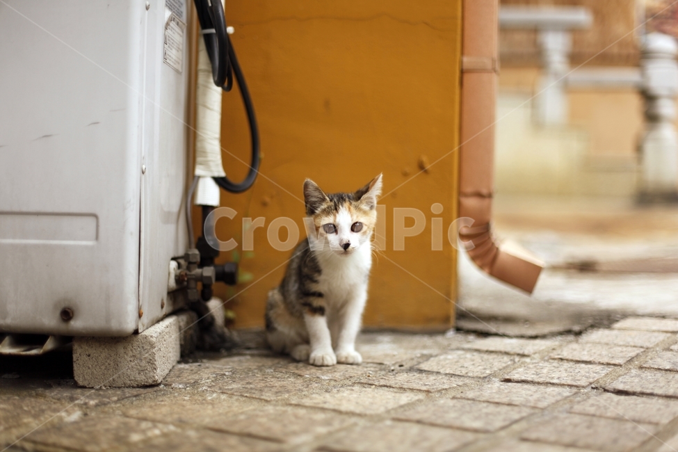 고양이,길고양이,새끼고양이,아기고양이,귀여움,눈맞춤,눈동자,초롱초롱,동물,animal,포유류,mammal,고양이,cat,kitten,kitty,감성,sensible,feeling