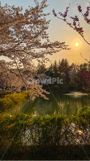 벚꽃,꽃,호수,봄꽃,봄,오후,해질녘,plant,식물,flower,노을,blossom,cherryblossom
