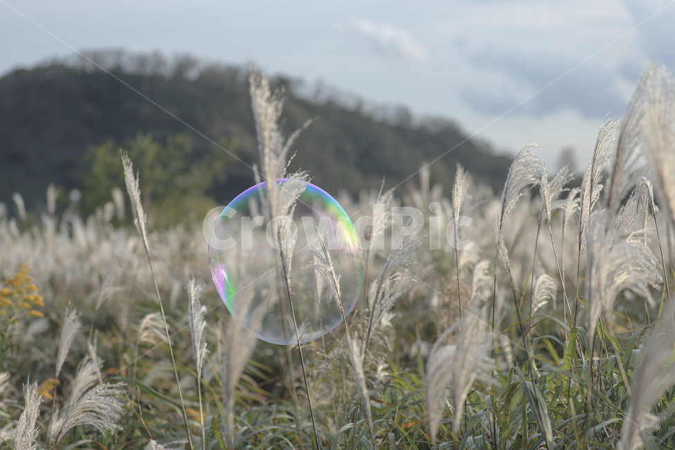 갈대,가을,억새,억새밭,갈대밭,억새군락지,silvergrassfield,fall,식물,reed,silvergrass,fieldofreeds,가을,계절,fall,autumn,season,식물,자연,plants,nature