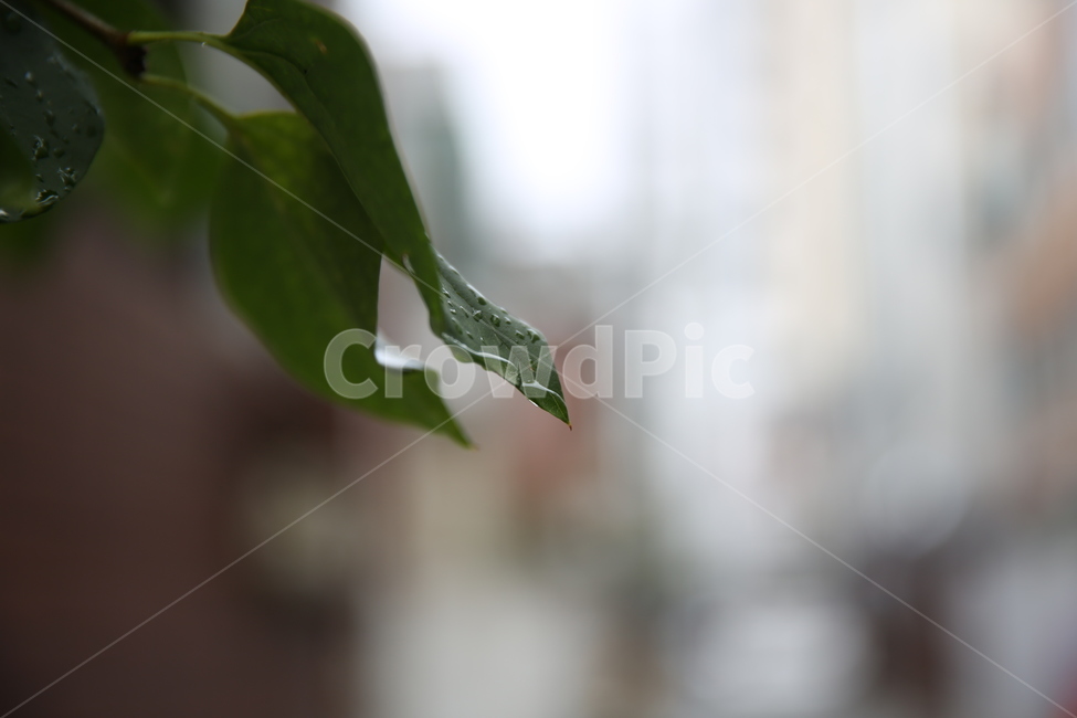 나뭇잎,물방울,비온뒤,이슬,근접촬영,식물,자연,plants,nature,비,비오는날,rain,rainy