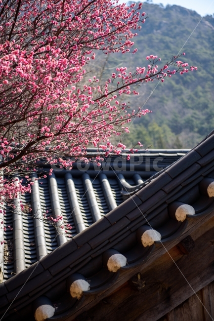 	홍매화,기와,전통,꽃,봄,한국적인,풍경,자연,tradition,flower,red,spring,빨강,landscape,세로사진,봄,계절,spring,season,건축물,건물외관,exterior,building,structure,architecture,construction,한국전통,한국문화,korean traditional,korean culture,식물,자연,plants,nature,꽃,flower,plant
