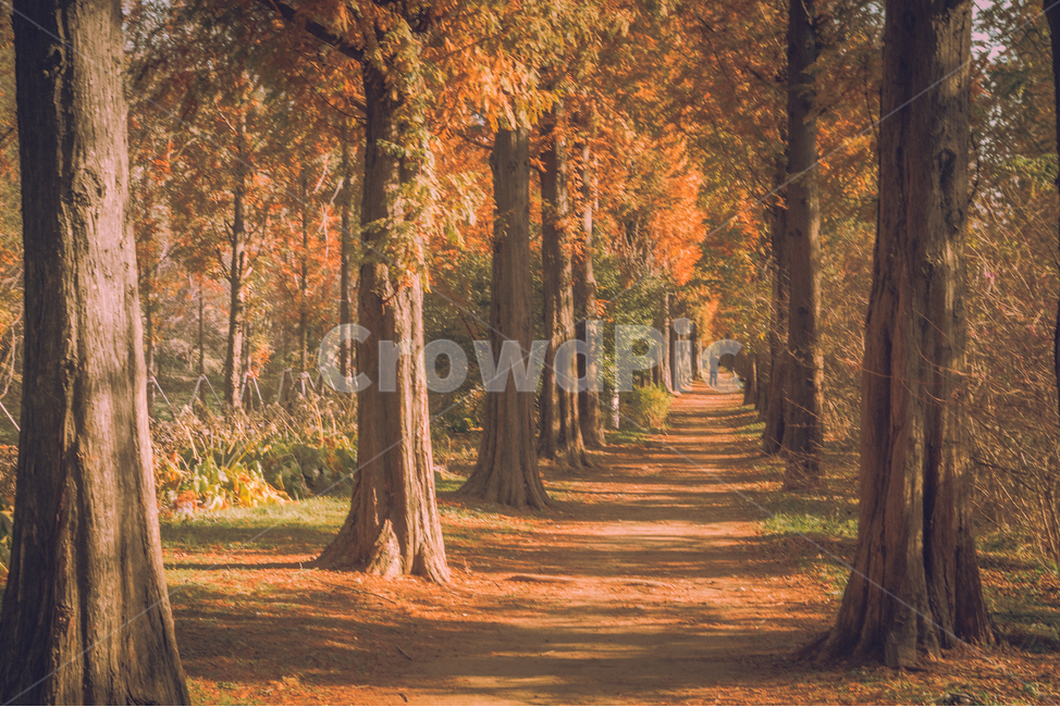 tree,나무,plant,식물,메타세콰이어,숲,가을,단풍,인스타감성사진,감성사진,배경화면,바탕화면,감성,잠금화면,가을,계절,fall,autumn,season,자연,풍경,nature,landscape