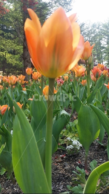 튤립,화초,봄꽃,화단,앉은뱅이꽃,식물,자연,plants,nature,꽃,flower