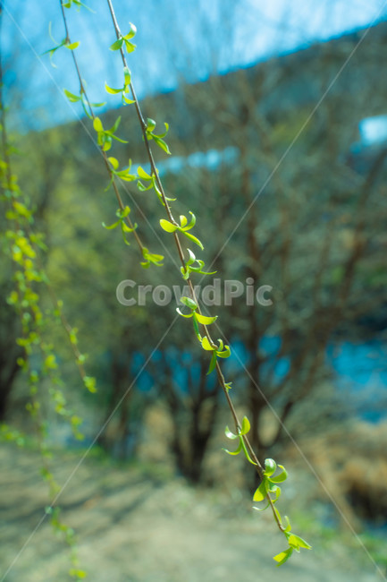 식물,나무,나뭇잎,tree,plant