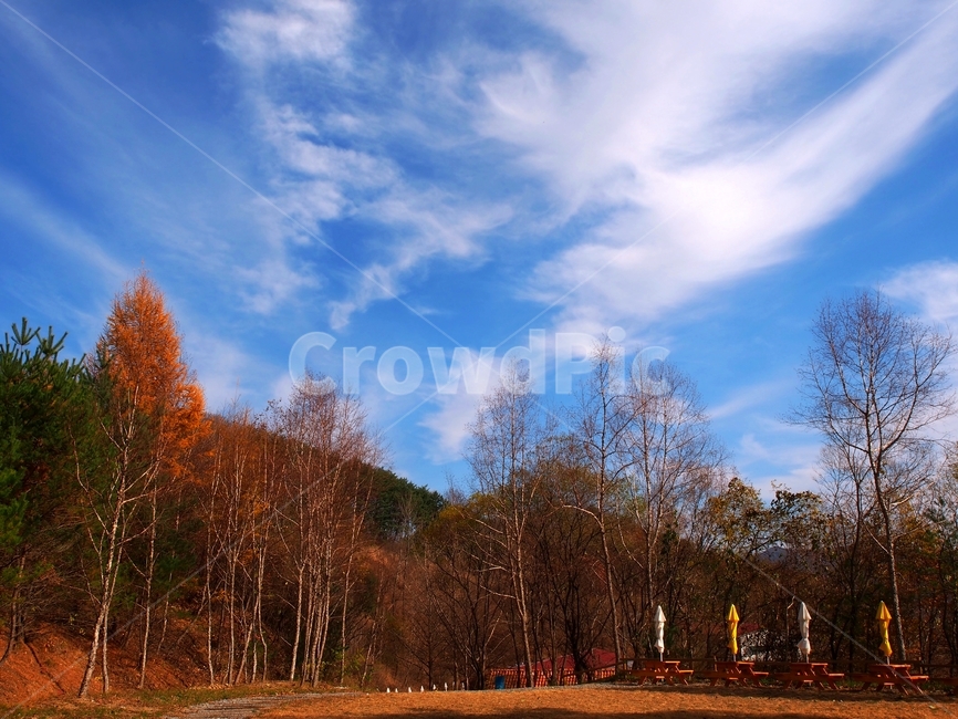 가을,단풍,자연,감성,홍천,가을,계절,fall,autumn,season,자연,풍경,nature,landscape,tree,나무,plant,식물