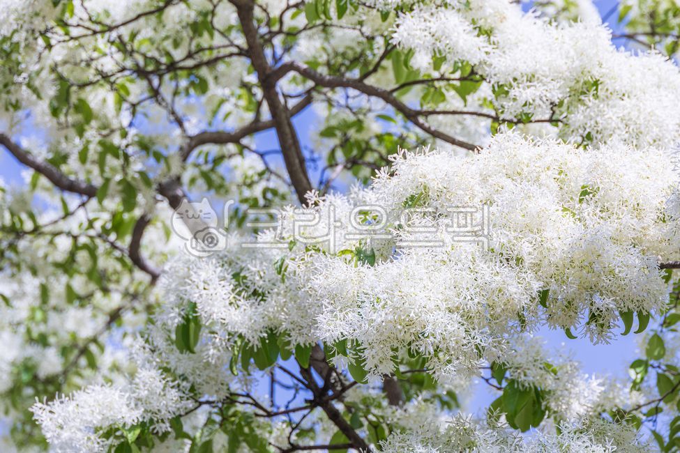 spring,poplar,poplar flower,white,flower,petal,green,leaf,poplar,oleaceae,broadleaf tree,plant,nature,outdoor,warm,sunlight