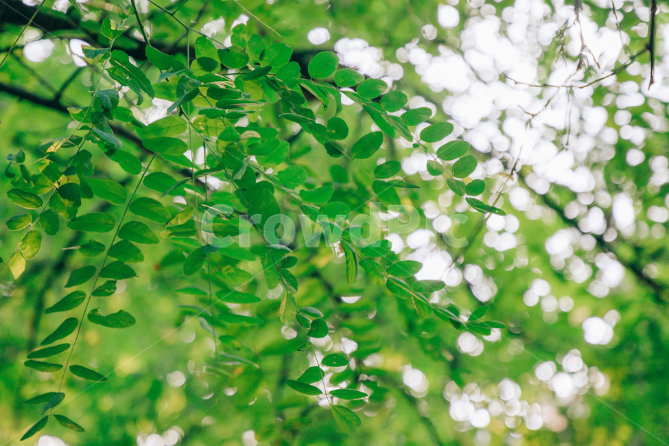 나무,나뭇잎,아카시아,아카시아나무,풀잎,초록,햇살,싱그러운,tree,green,leaf,식물,자연,plants,nature