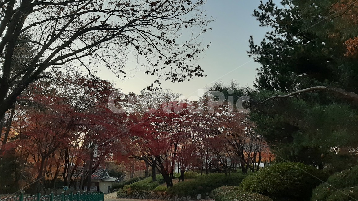 가을풍경,자연,풍경,하늘,tree,나무,plant,식물