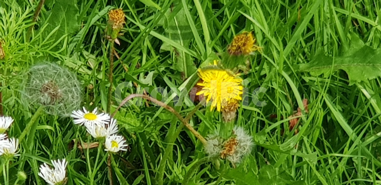 꽃,노란,꽃송이,초록,잎사귀,식물,흰색,계절,flower,blossom