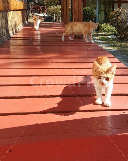 자연,동물,고양이,힐링,반려동물,반려묘,유기묘,길냥이,전원,전원생활,전원주택,햇살,가을,nature,animal,cat,동물,animal,포유류,mammal,고양이,cat,kitten,kitty,가족,패밀리,family