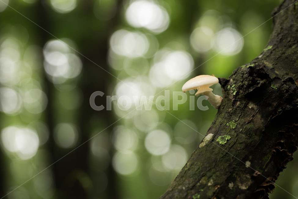버섯,애기낙엽버섯,삿갓버섯,귀여움,귀여운,mushroom,초록,green,한국버섯,koreanmushroom,버섯,mushroom