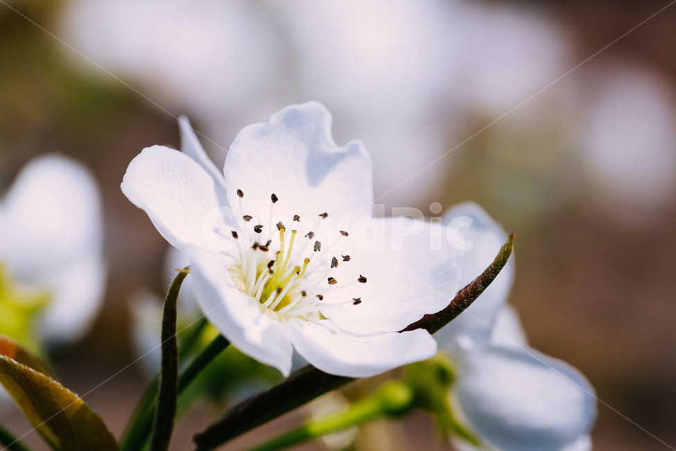 봄,식물,자연풍경,꽃,감성사진,봄,계절,spring,season,식물,자연,plants,nature,꽃,flower,감성,sensible,feeling,plant