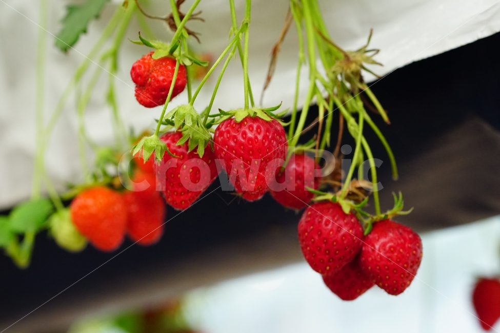 딸기,과일,열매,식물,자연,빨강,fruit,strawberry,nature,red,식물성,과실,농장,농작물,농산물,빨간,빨강색,빨간색,맛있는,맛있다,싱싱한,싱싱한다,수확,재배,과수원,음식,식재료,요리,food,cook,meal,dishes,food reserves,과일,열매,fruit,채소,야채,vegetables