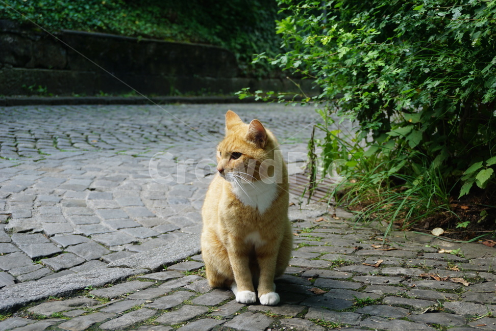고양이,길냥이,동물,반려묘,길거리,냥이,냥펀치,사료,산책,도보,집사,동물,animal,포유류,mammal,고양이,cat,kitten,kitty