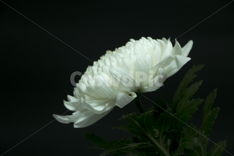 국화,국화꽃,추모,기념,꽃,사진,단독사진,디자인,소스,포토,사진자료,배경,배경사진,백그라운드,한국,동양,아시아,풍경,자연,환경,실외,낮,아침,식물,봉오리,꽃봉오리,잎,꽃잎,9월,10월,가을,생화,기념일,소국,희생,검정색,고요,꽃송이,순수,우아,흑백,애도,식물,자연,plants,nature,꽃,flower