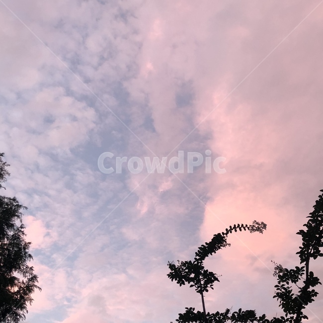 핑크,하늘,구름,분홍,노을,예쁜하늘,해질녘,맑은날,자연,풍경,nature,landscape,색깔,색상,색채,색감,color sense,color sensitivity,feeling of color,outdoors,옥외,weather,날씨,sky