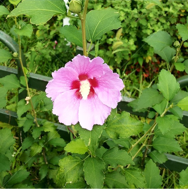 봄,꽃,무궁화,자연,산책,식물,자연,plants,nature,꽃,flower