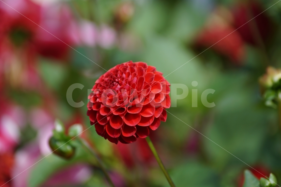꽃,꽃사진,자연,야생화,평창,식물,자연,plants,nature,꽃,flower