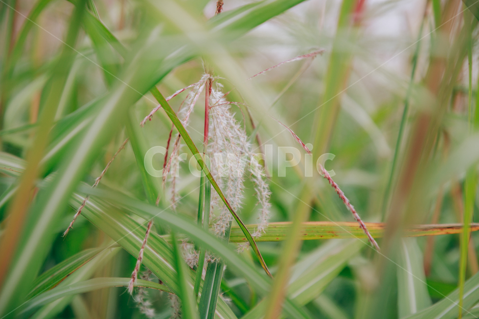 갈대,가을,식물,자연,초록,억새,가을,계절,fall,autumn,season,식물,자연,plants,nature,grass,잔디,plant,lawn,invertebrate,무척추 동물,insect,곤충,animal,동물
