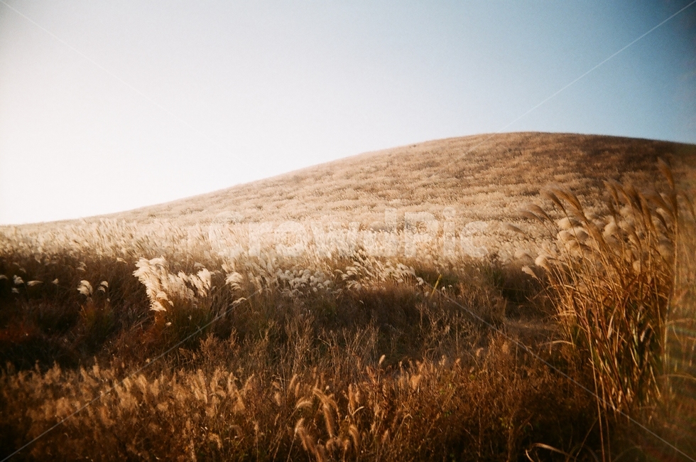 제주도,새별오름,오름,제주,풍경,억새,갈대,가을,산,필름사진,가을,계절,fall,autumn,season,자연,풍경,nature,landscape,plant,식물,grass,잔디,field,들