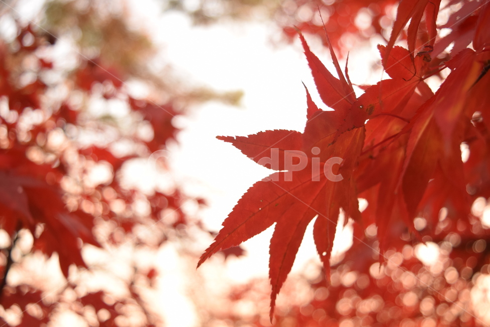 단풍,단풍나무,붉은,나무,자연,가을,햇빛,감성,가을,계절,fall,autumn,season,leaf,잎,plant,식물,tree