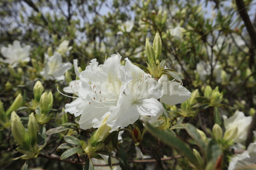 철쭉,흰색,봄,꽃,식물,자연,클로즈업,white,spring,flower