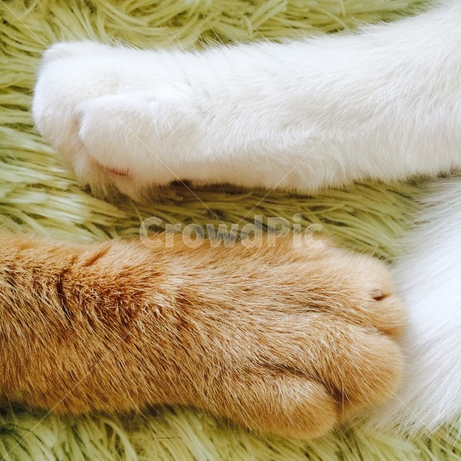 고양이,고양이발,야옹이,냥이,귀여운,동물,animal,포유류,mammal,고양이,cat,kitten,kitty