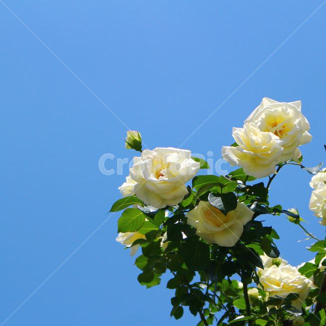 감성사진,자연,하늘,꽃,장미,색감,보정,flower,sky,summer,nature,식물,자연,plants,nature,꽃,flower