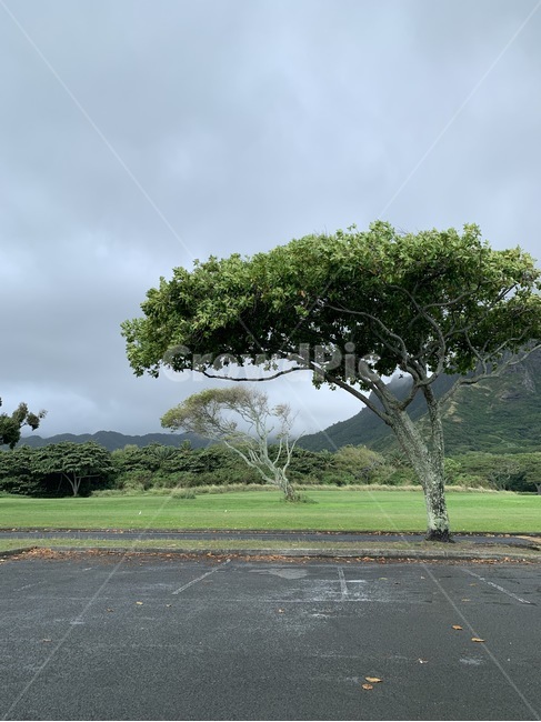 나무,식물,나무줄기,tree,plant