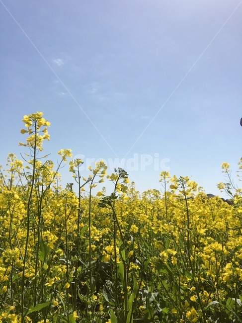 유채꽃,제주도,봄,노랑,노란색,유채꽃밭,하늘,꽃,자연,풍경