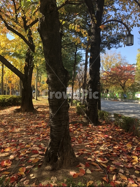 fallen leaves,line,late fall,autumn,stump,wooden pillar