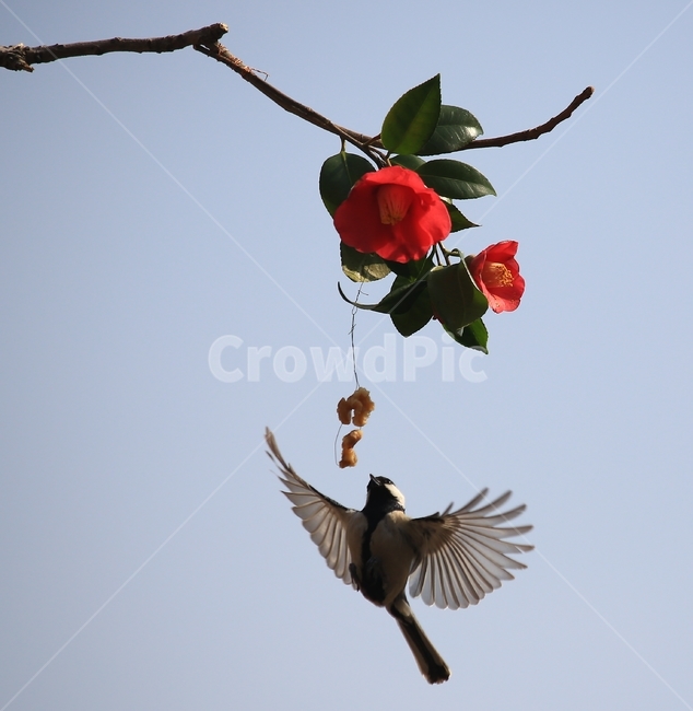 animal,동물,bird,새,plant,식물,flower,blossom,꽃,leaf,잎,동백,동백꽃,동박새,먹이,식물,자연,plants,nature,꽃,flower,동물,animal,조류,새,birds