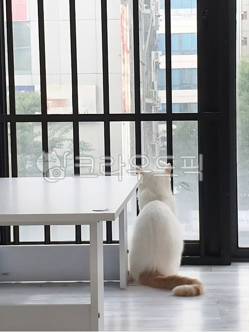 white cat,lattice,cat,back,table