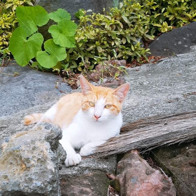 동물,cat,고양이,animal,pet,동물,animal,포유류,mammal,고양이,cat,kitten,kitty