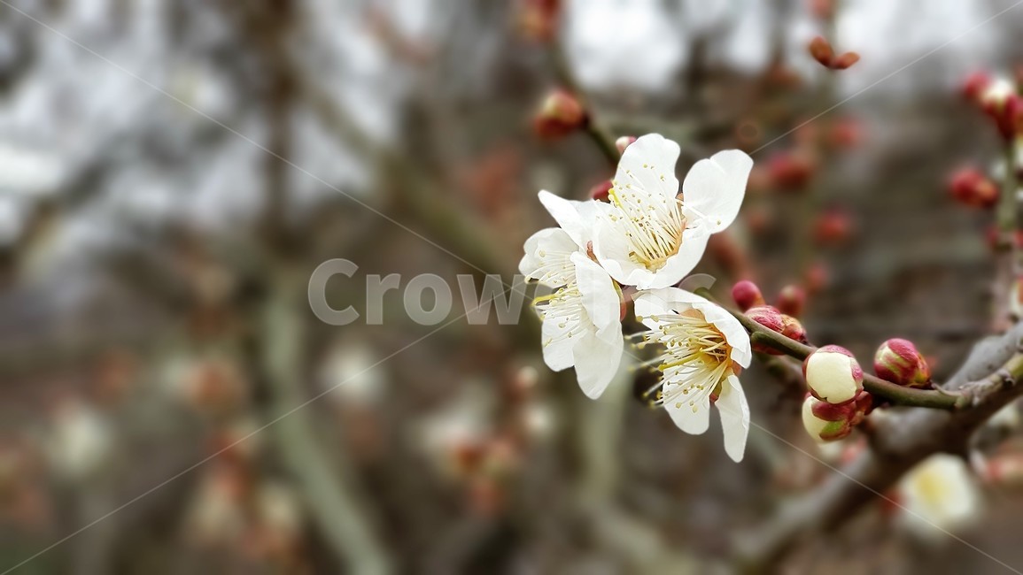 매화,꽃,봄,자연,식물,nature,landscape,spring,season,봄,계절,spring,season,식물,자연,plants,nature,꽃,flower,plant