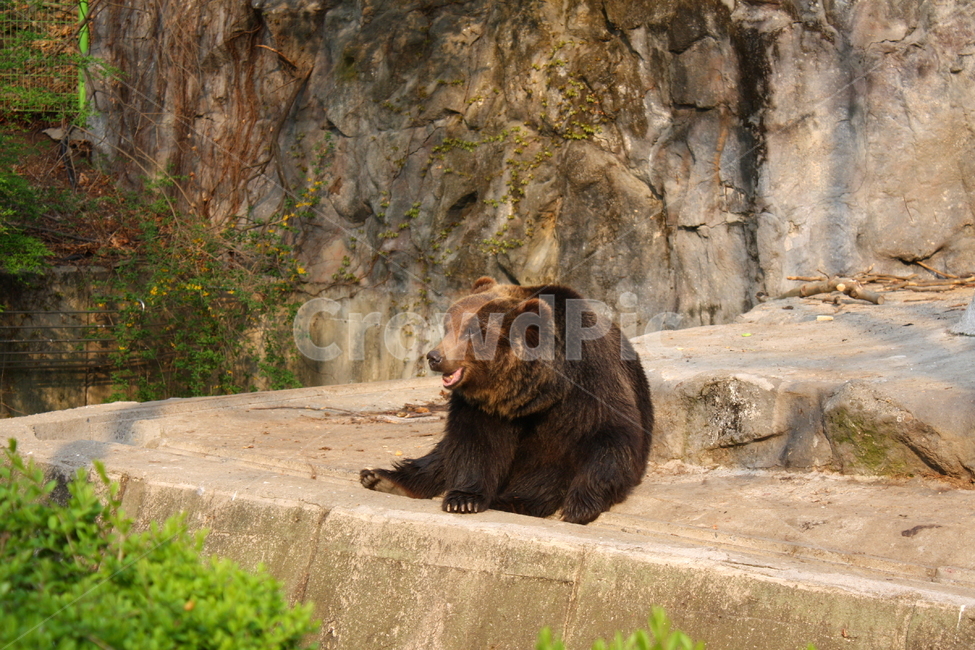 곰,동물,bear,animal,포유류,야생동물,동물,animal,포유류,mammal
