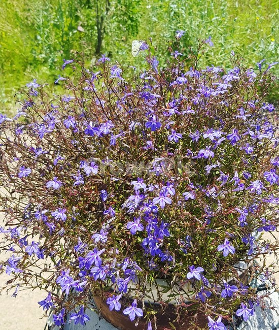 plant,식물,flower,꽃,blossom,봄,화단