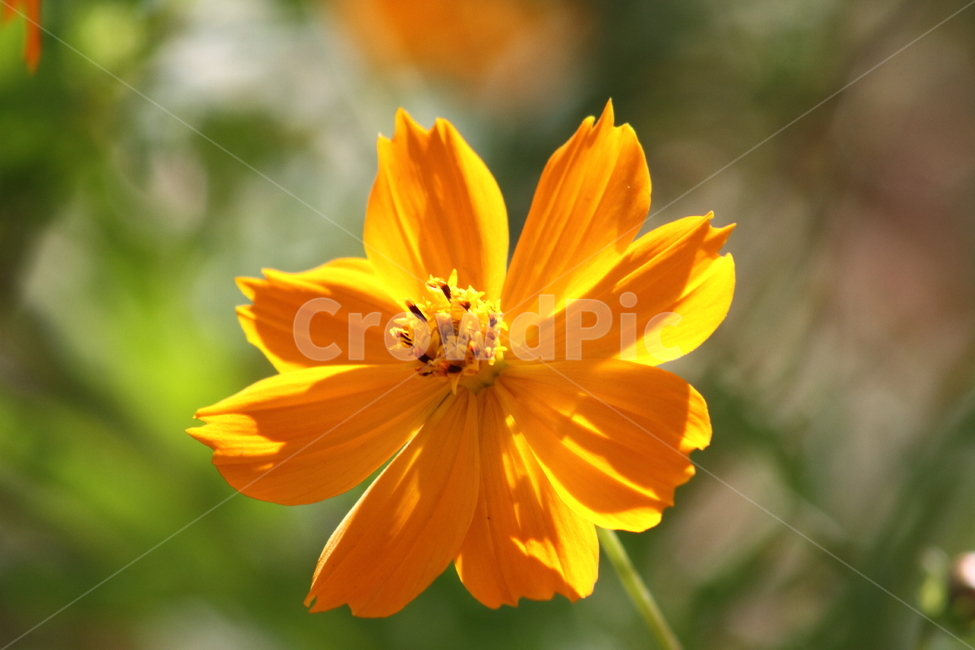황화코스모스,노랑코스모스,코스모스,식물,yellowcosmos,식물,자연,plants,nature,꽃,flower