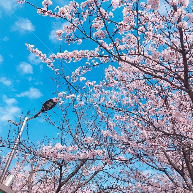 봄,벚꽃,꽃,풍경,계절,springseason,식물,자연,plants,nature,flower,나무,treeswood,공원,하늘,구름