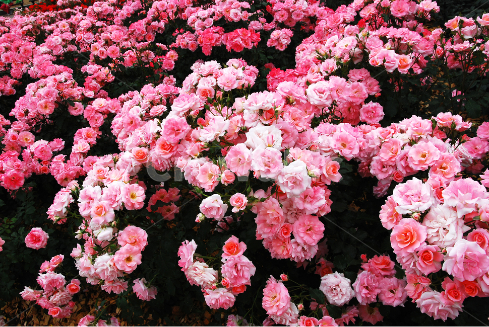 장미,장미꽃,로즈,꽃,아름다움,예쁜,플라워,데코레이션,꽃송이,꽃잎,feeling,rose,flowers,5월,계절의여왕,가시,가든,정원,앞뜰,장미원,장미축제,BEAUTIFUL,plant,garden,핑크색장미,분홍장미,pink,꽃밭,수많은,식물,자연,plants,nature,꽃,flower