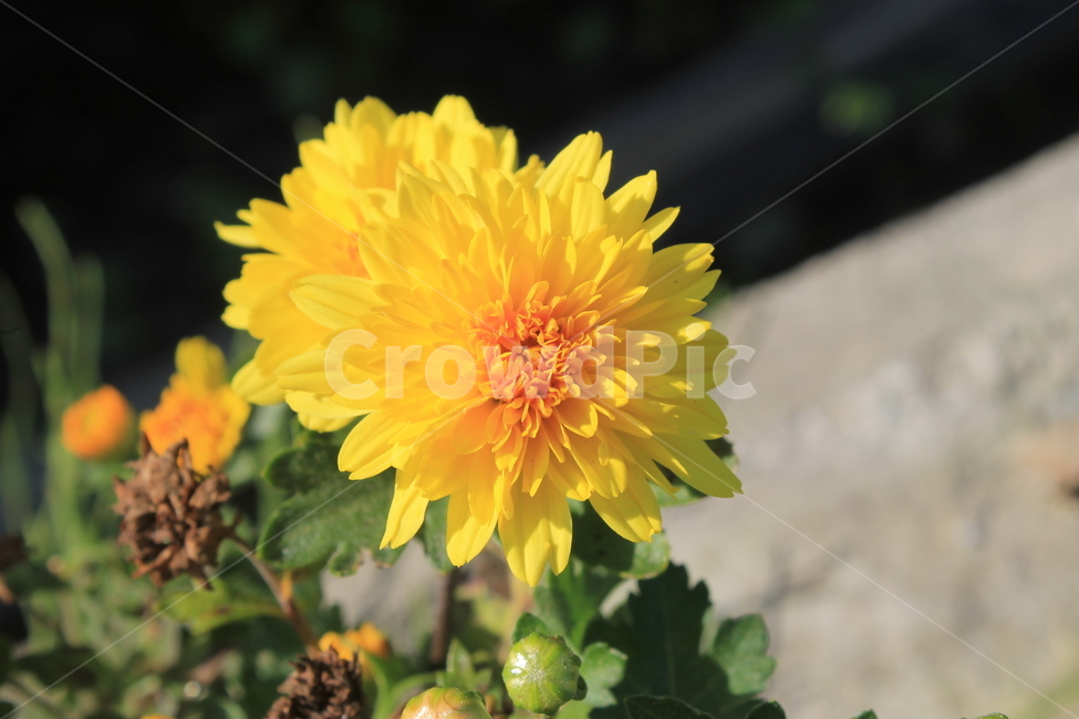 가을,다알리아,꽃,식물,autumn,fall,dahlia,blossom,plant,flower,flowers,달리아,식물,자연,plants,nature,꽃,flower