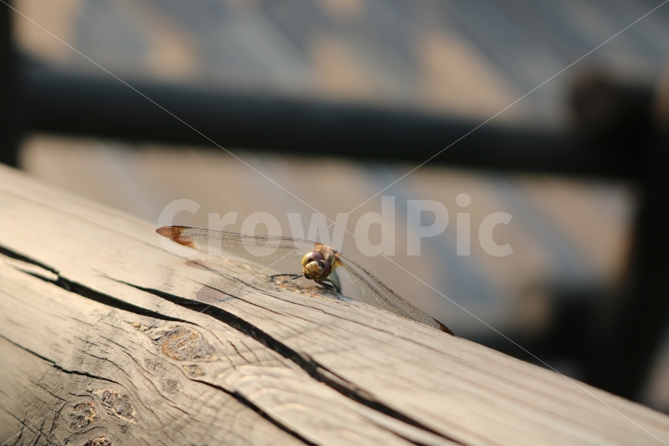 곤충,잠자리,자연,힐링,감성,동물,animal,곤충,벌레,insect,bug
